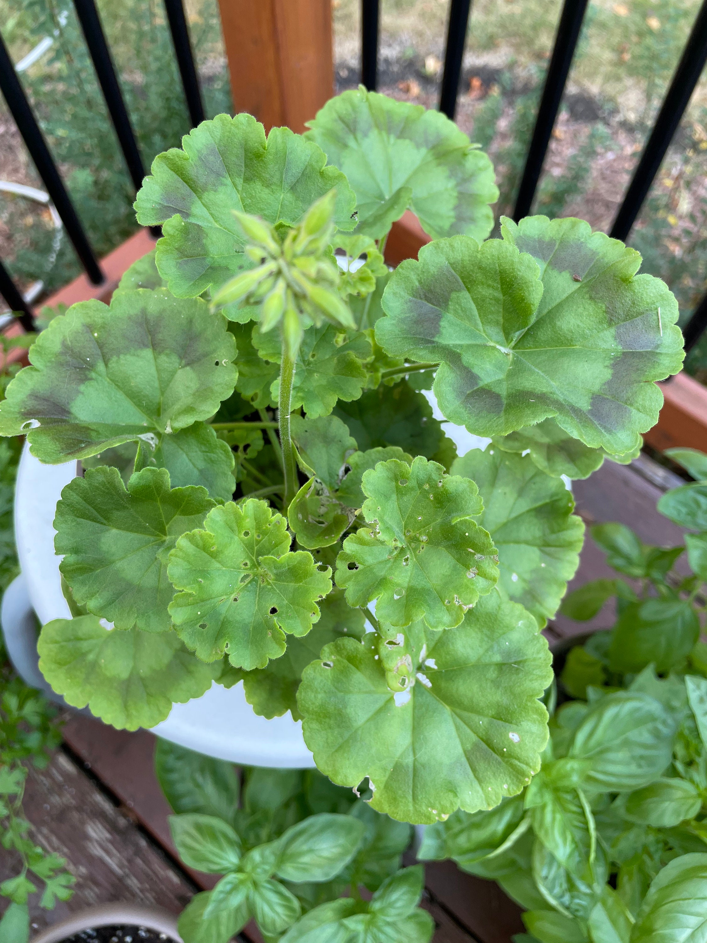 Geranium Seeds Salmon Pinto Premium Enormous 5 Flower Etsy