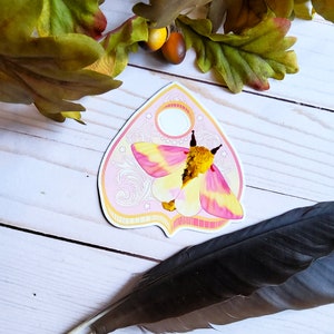 MAGNET: Rosy Maple Moth Planchette Decorative Magnet , Rosy Maple Moth Magnet , Rosy Maple Decorative Magnet , Moth Magnet