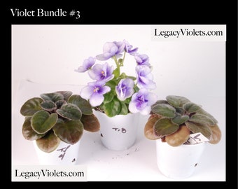 Violet Starter Plant Bundle #3 - Set of 3 Starter Plants