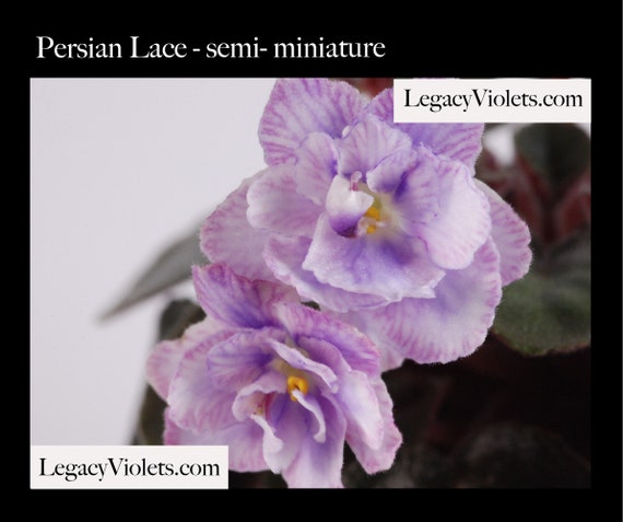 Persian Lace Semi-miniature African Violet - Etsy