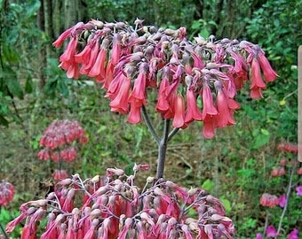 Mother of Thousands Alligator Plant, Succulent, Kalanchoe, Some Plants have Babies, Free Shipping, Cactus Family