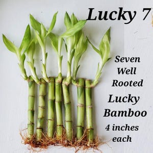 7 Lucky Bamboo Plants 4  inches Stalks, FREE Butterfly Stake,  Gift, Perennial, Indoor, Water Aquarium Plants, Just add water