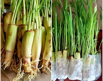 5 ROOTED Lemongrass Ready to Plant Stalks,  Cymbopogon, Mosquito Repellent, Herbal, Easy to Plant Easy to Grow