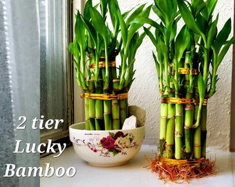 6"x10,8"x10 Total 30 Straight Indoor Decor Live Lucky Bamboo Plant Set 4"x10 