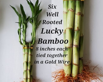 Lucky Bamboo Plants,  Gift, 6 Rooted Plants Stalks 8 inches each, Indoor Perennial, Bring GOOD LUCK to your HOME, Just add Purified Water
