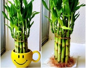 10 Lucky Bamboo Plants 6 inches, Gift, Live Plants, Indoor Plants, Bring GOOD LUCK to your HOME, Feng Shui, Free Shipping