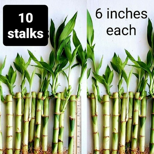 8 Inches Lucky Bamboo 6 Healthy Plants Gift Feng Shui Etsy
