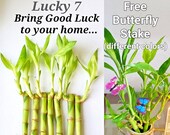 7 Lucky Bamboo Plants 4 inches FREE Butterfly Stake, Free Upgade, Perennial Indoor, Bring Good LUCK to your Home, Free Shipping