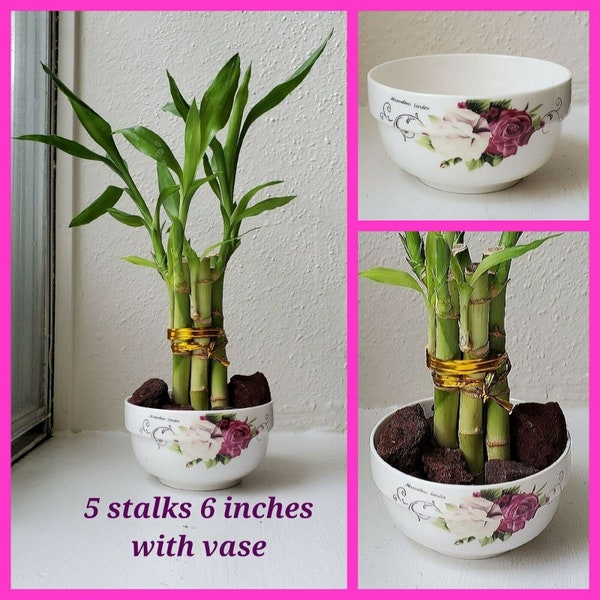 Lucky Bamboo Arrangement 5 stalks 6 inches with Vase, Christmas Gift, Feng Shui. Perennial, Bring GOOD LUCK to your Home, FREE Shipping