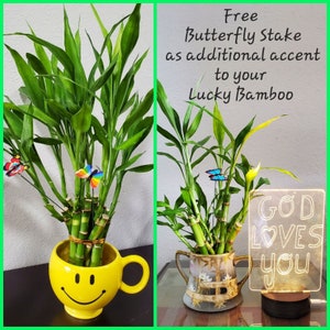 7 Lucky Bamboo Plants  4 inches & 6 inches, FREE BUTTERFLY Stake, Ideal Gift, Bring Good LUCK to your Home, Just add water