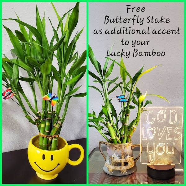 7 Lucky Bamboo Plants  4 inches & 6 inches, FREE BUTTERFLY Stake, Ideal Gift, Bring Good LUCK to your Home, Just add water