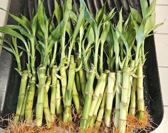 10 Lucky Bamboo Stalks 6 inches  Easy Care Feng Shui Plant