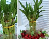 8 inches Lucky Bamboo 6 Healthy Plants, Gift, Feng Shui, Indoor Plant All Year, Bring LUCK to YOUR HOME, Perennial, Just add Purified Water