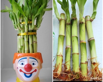 6" Lucky Bamboo 5 Stalks,  Gift, Feng Shui, Perennial Indoor, bring GOOD LUCK to your Home, Just Add Water, Free Shipping