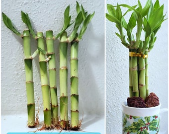 6" Lucky Bamboo 5 Rooted Stalks , Gift, Feng Shui, Perennial Indoor, bring GOOD LUCK to your Home, Just Add Water, Free Shipping