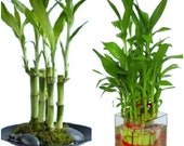 7 Lucky Bamboo Plant 4 inches Stalks, Gift, Feng Shui, LIVE PLANT, Indoor Plant, Free Shipping