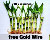 10 Lucky Bamboo Live Plants 4 inches Free Gold Wire, Gift, Feng Shui