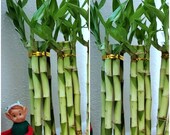 8 inches Lucky Bamboo 6 Healthy Plants, Gift, Feng Shui, Indoor Plant All Year