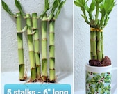 6 quot Lucky Bamboo 5 Stalks FREE Plant Food, Gift, Feng Shui, Perennial Indoor, bring GOOD LUCK to your Home, Just Add Water, Free Shipping