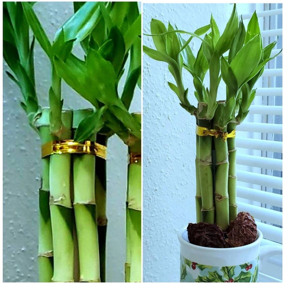 50 Lucky Bamboo Plants (6 Inches) With FREE Gold Wire - Etsy