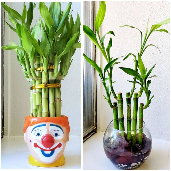 10 Lucky Bamboo Plants 4 Inches each, Free Gold Wire, Gift, Bring GOOD LUCK to your HOME, Just Add Water