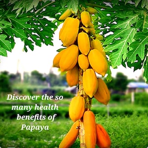Papaya Seeds, 50 Seeds (plus 5 FREE) , Proven Sweet, Healthy, Carica, Papaya Smoothie, Discover the Many Benefits of Papaya, Free Shipping