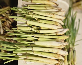 10 Lemongrass Stalks: Ready to Plant, Cooking, Tea, Mosquito Repellent