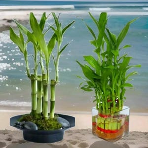 May include: Two arrangements of lucky bamboo plants. One is in a black bowl with moss and stones, the other is in a clear glass cube filled with water.