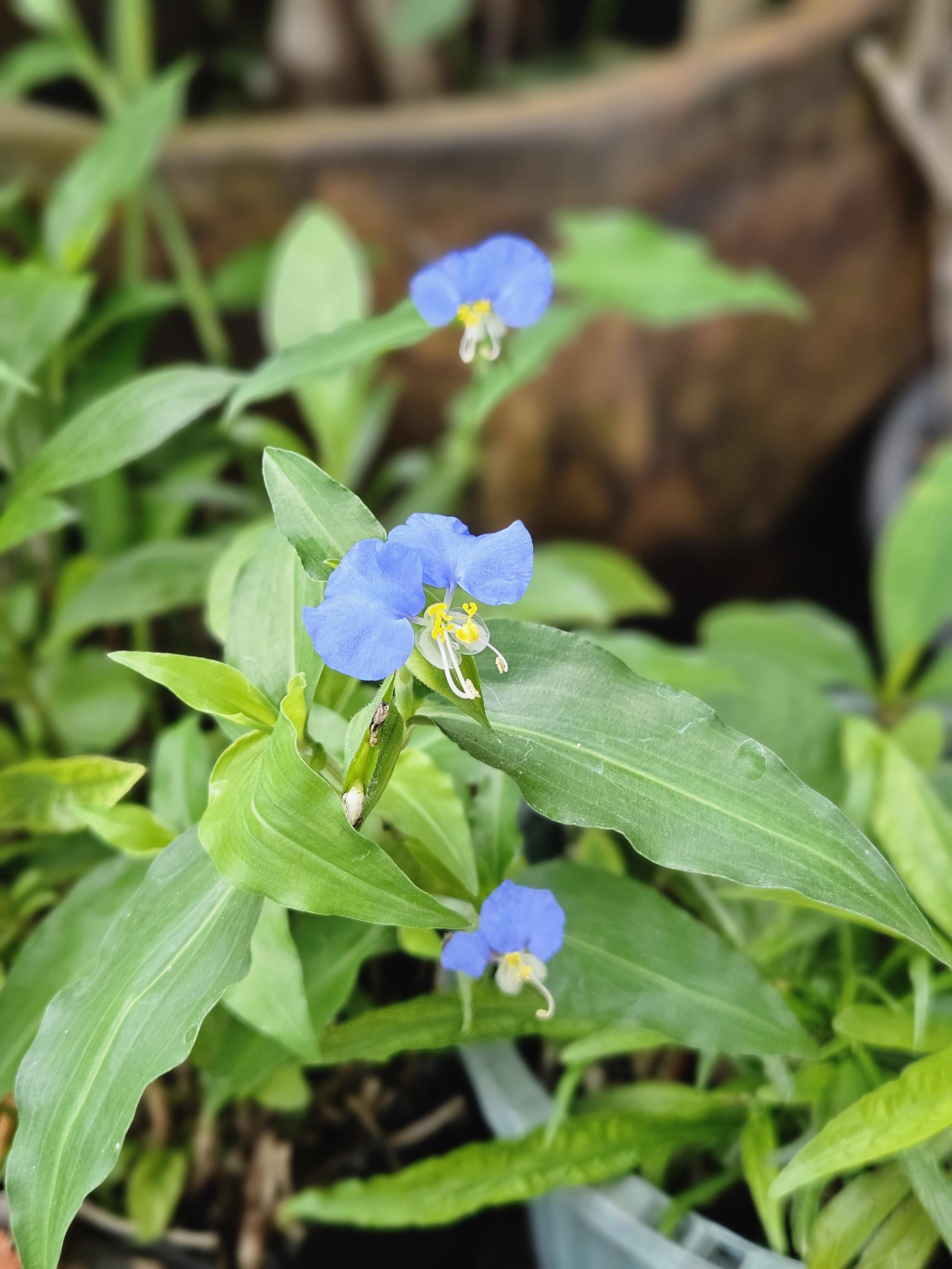Spiderwort Plant Cuttings: Wandering Jew Blue Flowers (15 Fresh