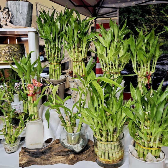 clayfibre planters Fibreclay Zara Planter