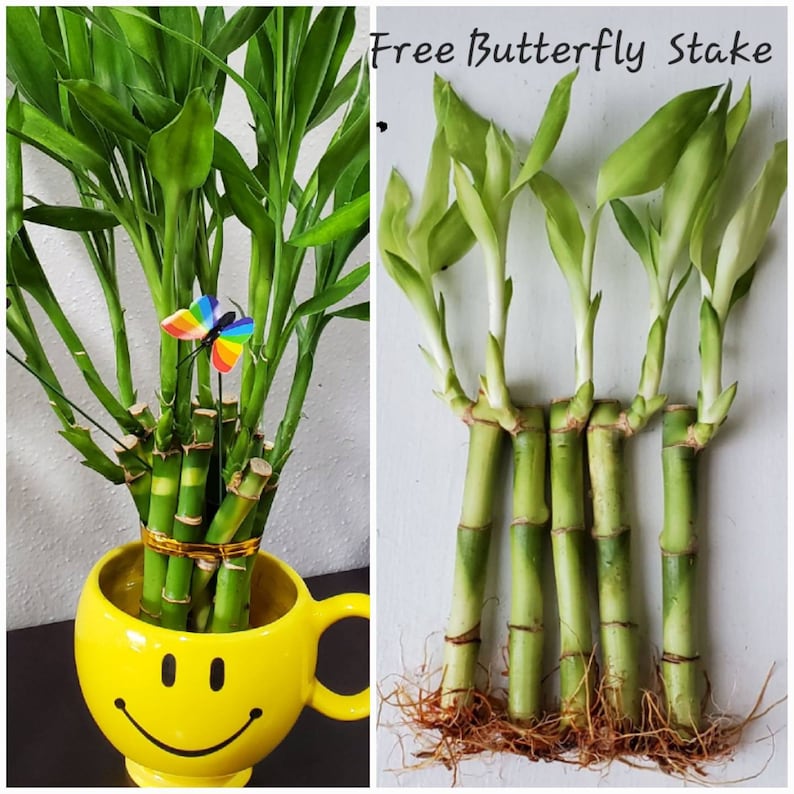 Lucky Bamboo Plants - Thumbnail 3