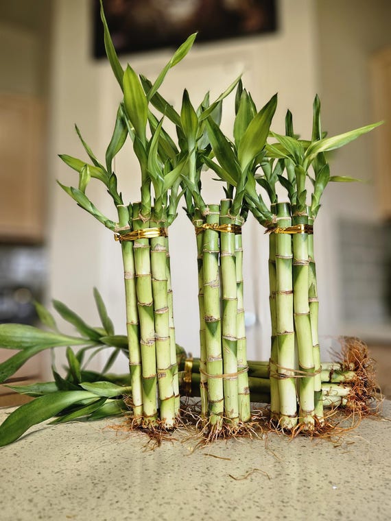 aquarium plant weights Aquarium Plant Weights (High QualityPlant Anchor)
