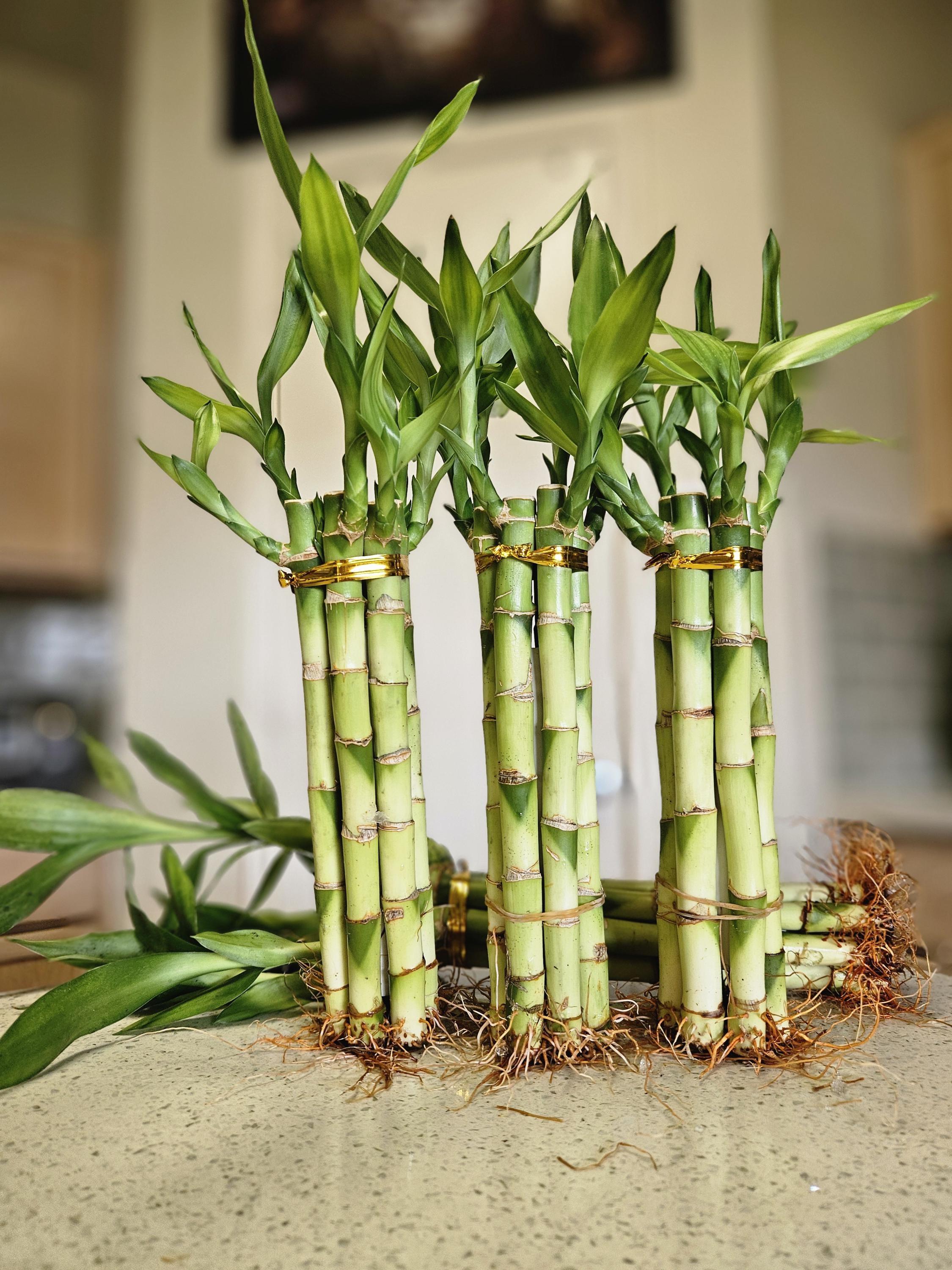 Lucky Bamboo Stalks 6 Stalks 8 Inches With Butterfly Stake - Etsy