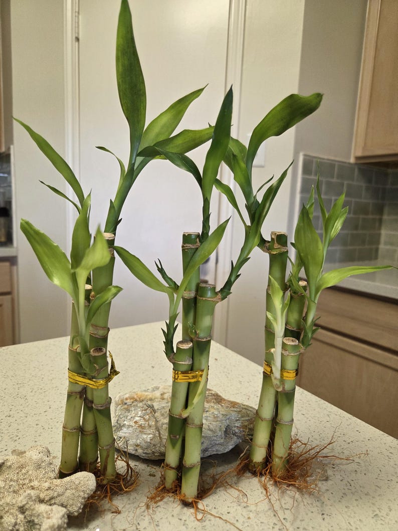 Lucky Bamboo Set of 3