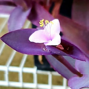 10 Purple Wandering Jew Cuttings: Easy Grow Ground Cover