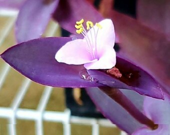 10 Wandering Jew Fresh Cuttings, Purple, Easy to Grow Perennial Plant, Free Shipping, Add Beauty to your Landscaping, Ground Cover