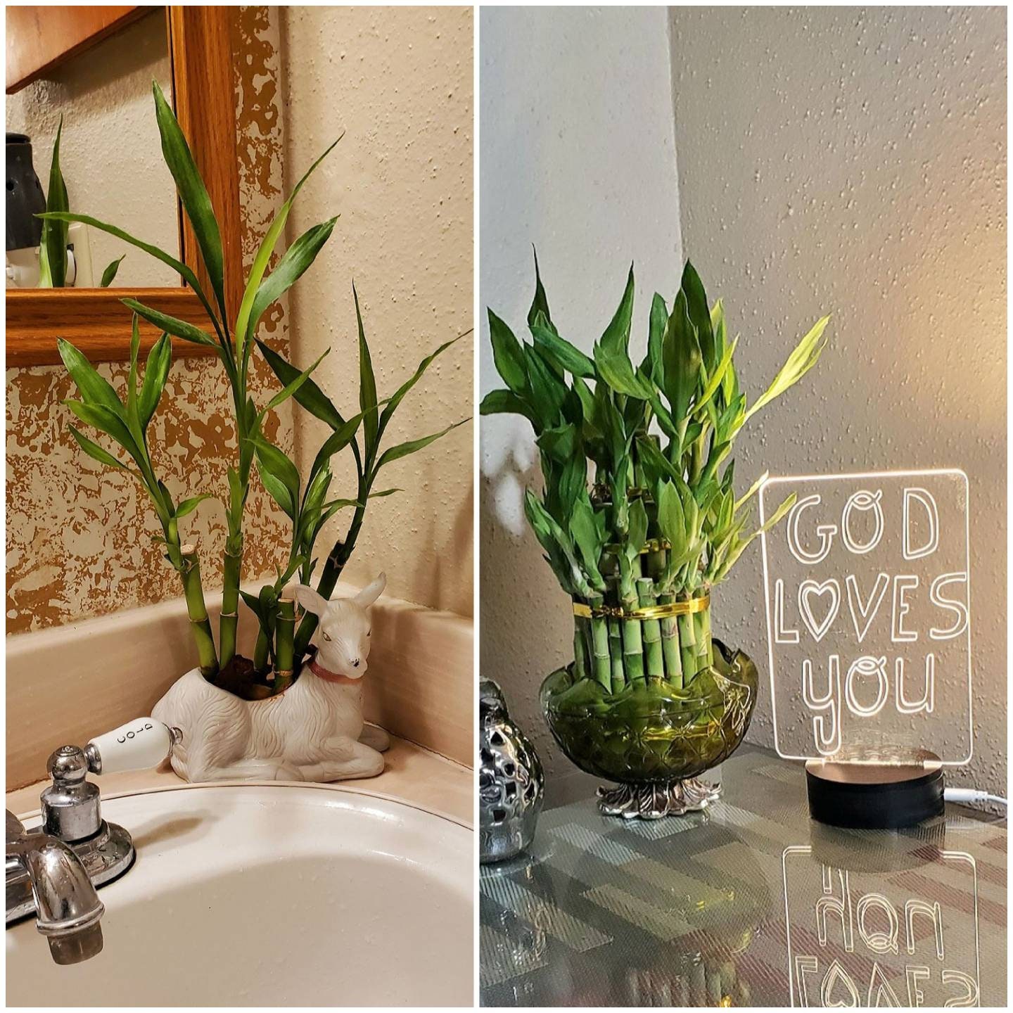 Lucky Bamboo Plant Set: 10 Stalks With Gold Wire, Feng Shui, Home Decor -  Etsy