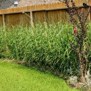 15 Lemongrass Fresh Cuttings Very Easy to Grow in Water then READY to PLANT, Easy to Plant, Tea, Mosquito Repellent