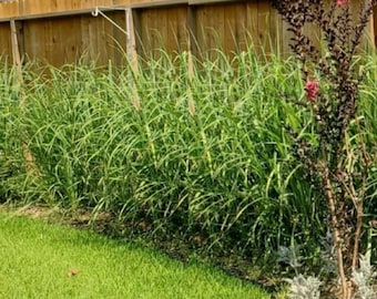 5 Rooted Organic Lemongrass Stalks: Mosquito Repellent, Tea & Cooking