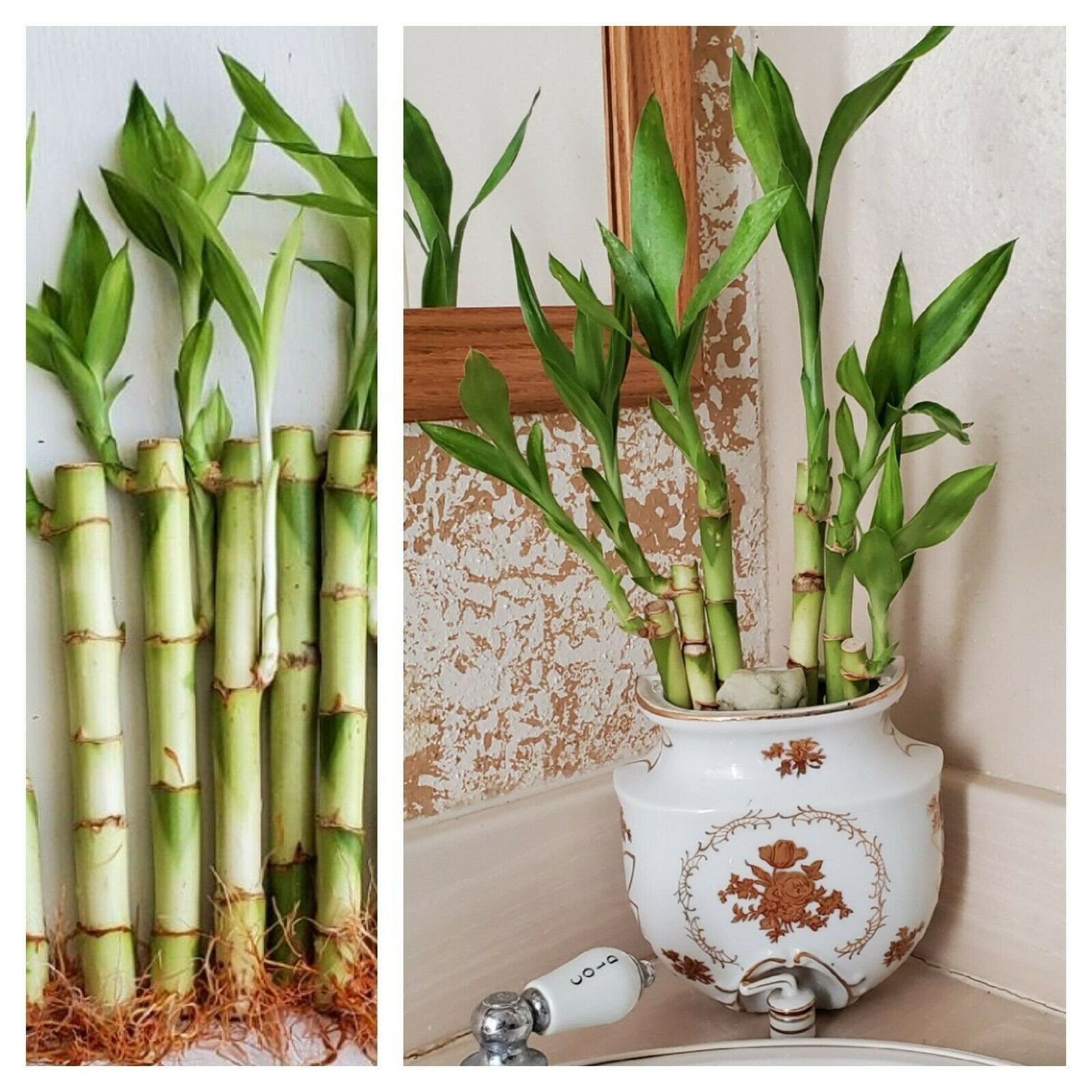 5 Lucky Bamboo 6 inches FREE Plant Food Feng Shui Bring GOOD Etsy