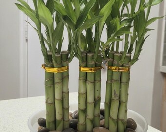 Lucky Bamboo 6 Stalks 8 Inches Tied in Gold Wire