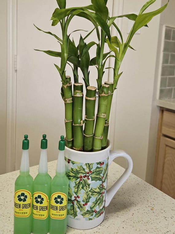 5 Lucky Bamboo Plants (6-inch) With Liquid Fertilizer - Etsy