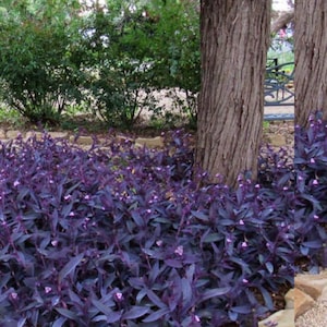 Wandering Jew 10 Cuttings, Purple, Easy to Grow Perennial Plant, Free Shipping, Add Beauty to your Landscaping, Ground Cover