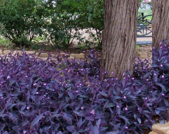 Wandering Jew 10 Cuttings, Purple, Easy to Grow Perennial Plant, Free Shipping, Add Beauty to your Landscaping, Ground Cover