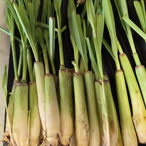 5 LEMONGRASS  Ready to Plant,  Cymbopogon, Mosquito Repellent, Lemon Grass