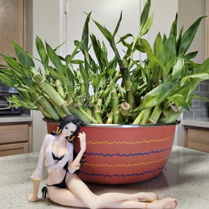 6 inches Lucky Bamboo Plants 5 Stalks, Bring GOOD LUCK to your HOME, Feng Shui, Indoor Perennial, Aquarium Plants,