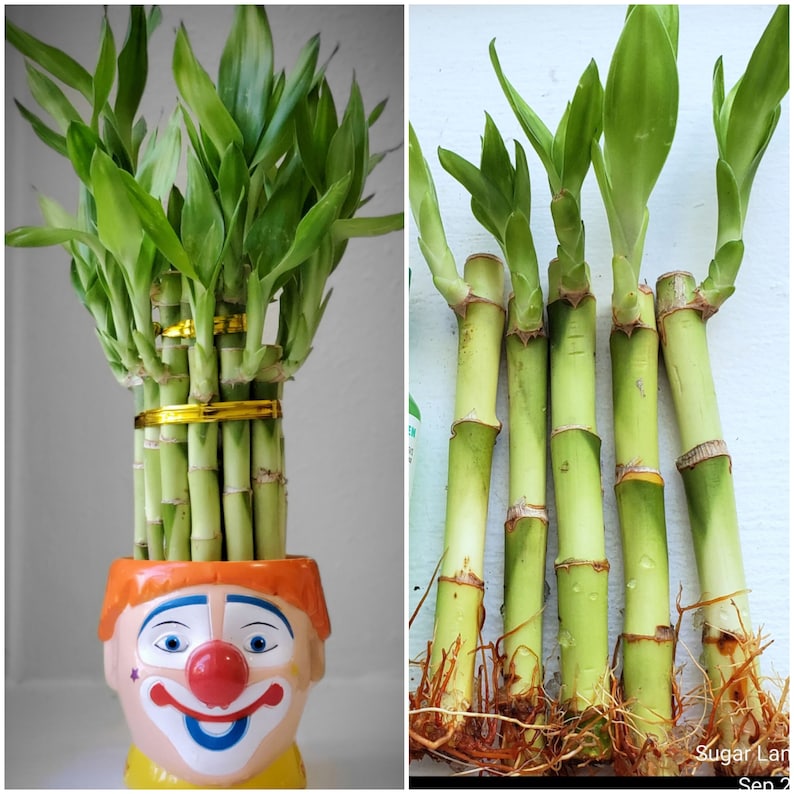 7 Lucky Bamboo Plants 4 Inches Stalks Christmas Gift Feng Etsy