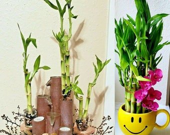 Lucky Bamboo 5 Rooted Stalks  6 inches each, Feng Shui, Perennial Indoor, Bring GOOD LUCK to your Home, Just Add Water