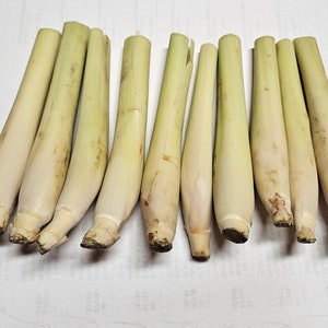 10 Lemongrass Easy to Grow in Water, easy to Plant, Used for Cooking, Planting, Tea, Mosquito Repellent image 4