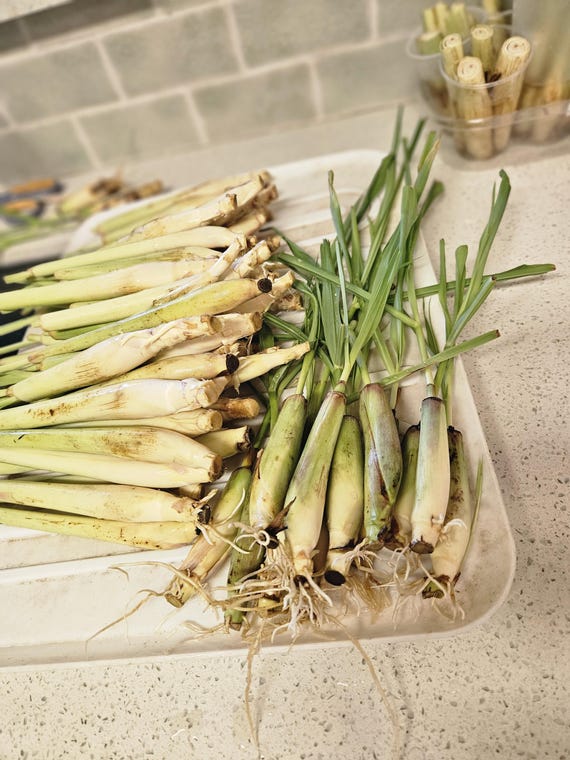 Lemongrass In Pots For Mosquitoes: Easy How To Guide - The Potted Gardener - Foto 4
